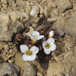 Cardamine bilobata. Flowering plant.
 Image: P.B. Heenan © Landcare Research 2019 CC BY 3.0 NZ